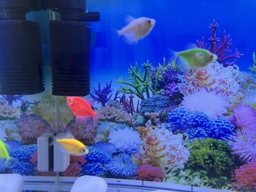 Glofish, Sülhsevər