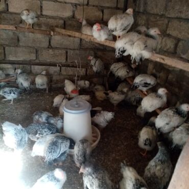 Toyuqlar: F6-serebrist cücələr satılır vitamin və dərmanlar verilib tam sağlam -da lalafo.az — 2 Toyuqlar: F6-serebrist cücələr satılır vitamin və dərmanlar verilib tam sağlam — 2