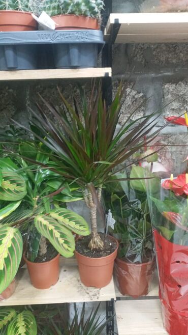 Şitillər: Gül satsi Vathcapa yazın isdediyniz gülü ünvanda catraq Otaq gülleri — 3