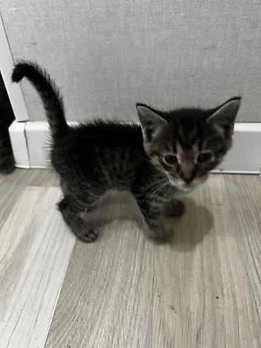 кошки британцы цена: Котёнок тигрового окраса. продаются обои один мальчик вторая девочка — 4