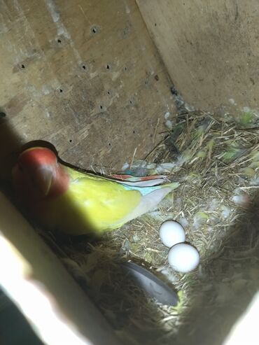 Tutuquşları: Nerazluçnik.Hazır cütlər.bala.və cütə hazır mayalar.Hamsı sağlam və — 7