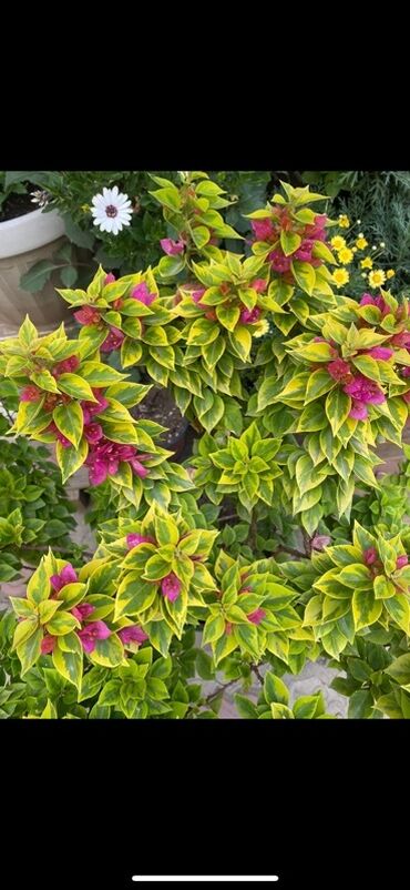 Бегонии: Бугенвиллия в горшке (разные окраски прицветников) - Вид — 12