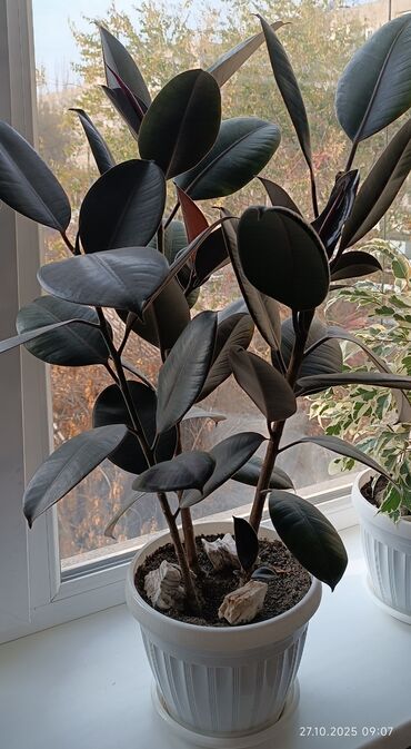 шланг для полива резиновый цена: Фикус эластика (Ficus elastica “Abidjan/Burgundy”) в декоративном