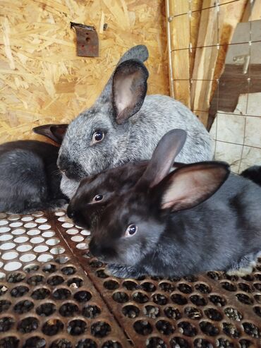 комбикорм для кроликов: Продаю | Крольчата | Для разведения | Племенные