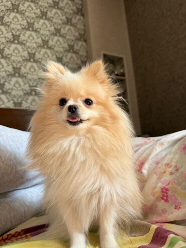 İtlər: Şpitz — 5