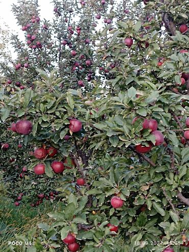 кленка оптом: Алмалар Превосход, Дүңүнөн