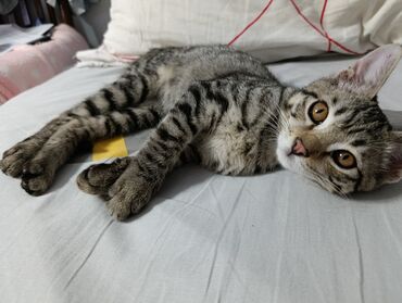 кошка с разными глазами: Кошка даром: Беспородная, 3 месяца, Мальчик, Приучена к лотку