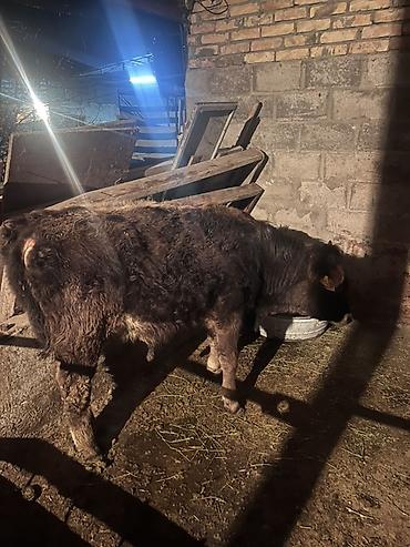 Коровы, быки: Продаю | Бык (самец) | На откорм | Привязанные — 9