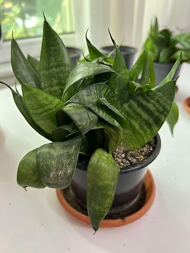 epimedium bitkisi satisi: Sansevieria kompakt dekorativ otaq bitkisi - Dibçəklə birlikdə — 2