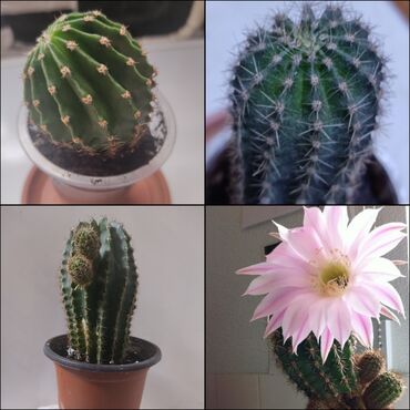 Хлорофитумы: Хлорофитумы. распродажа Хлорофитум - можно по праву назвать — 24