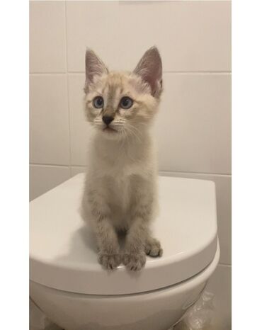 кошки в оше: Кошка даром: Беспородная, 2 месяца, Девочка, Приучена к лотку, Проглистована