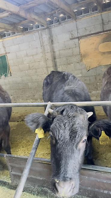 Коровы, быки: Продаю | Тёлка | На откорм | Привязанные — 3