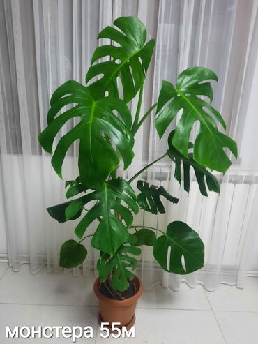 Otaq bitkiləri: Otaq bitkiləri kolleksiyası 1) Papоротnik – 20 m - Sərfəli otaq — 10