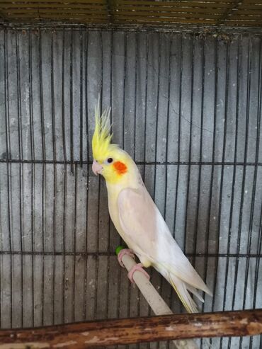 Tutuquşları: Salam. ENDİRİMLƏR🦜🐦 DANIŞAN VƏ DANIŞMAGA HAZİR OLAN QUŞLAR — 2