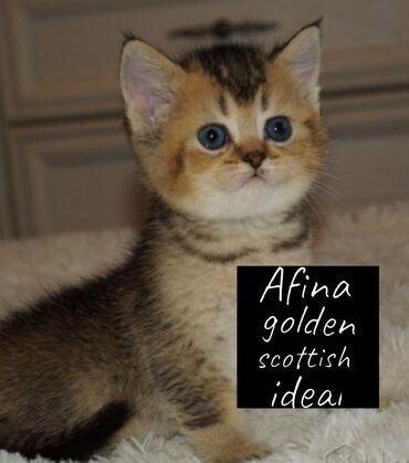 Коты: Питомник Афина Голден Скоттиш Идеал предоставляет к раннему