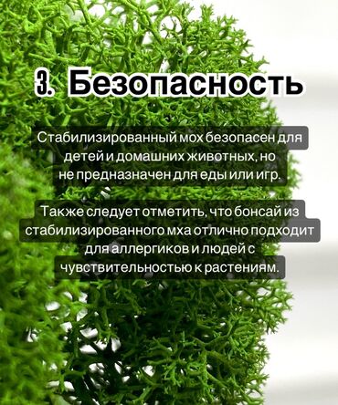Декоративные цветы: В переводе с японского Бонсай означает «дерево, выращенное в блюде» at lalafo.kg — 14 Декоративные цветы: В переводе с японского Бонсай означает «дерево, выращенное в блюде» — 14