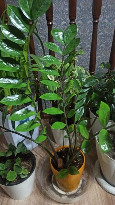 растения для офиса: Комнатные растения в горшках. 1) Замиокулькас (Zamioculcas