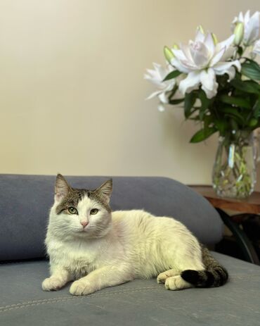 манчкин кот цена: В поисках дома молодой котик, кастрированный По характеру ласковый