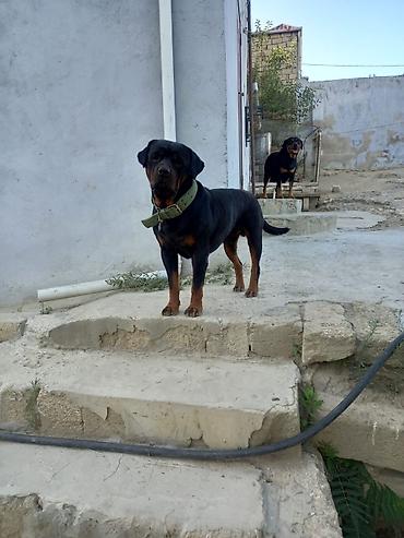 İtlər: Rotveyler, 2 ay, Erkək, Peyvəndli, Ünvandan götürmə -da lalafo.az — 23 İtlər: Rotveyler, 2 ay, Erkək, Peyvəndli, Ünvandan götürmə — 23