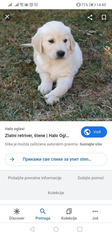 Kupujem musko stene zlatnog retrivera do 80 evra