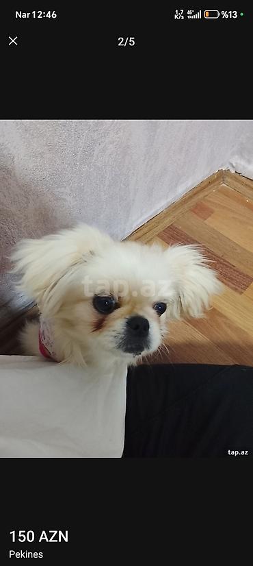 İtlər: Pekines, 5 ay, Dişi, Peyvəndli, Ödənişli çatdırılma — 1