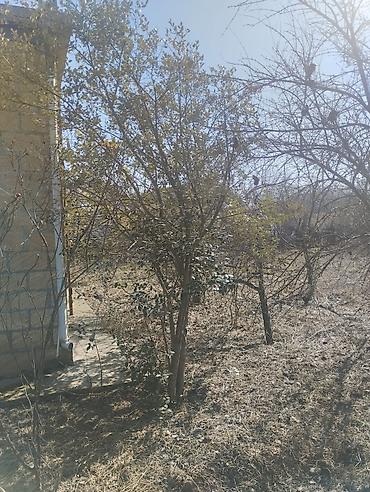 Həyət evləri və villaların satışı: 29sot - Tikinti: qalın çay daşı divarlar, möhkəm bünövrə - Plan — 9