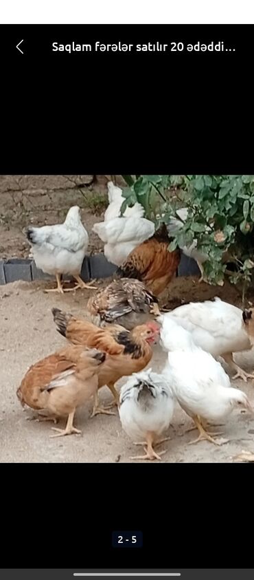 Toyuq, Damazlıq, Ünvandan götürmə