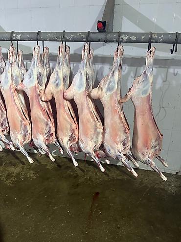 Баранина: Туши баранины на крюках - Цельные охлаждённые туши баранины — 2