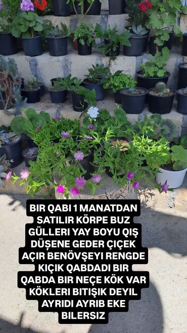Otaq bitkiləri: GENCEDE SATILIR SATIŞ GENCE ÜZREDI DIBÇEK GÜLLERI UCUZ QIYMETE TECILLI