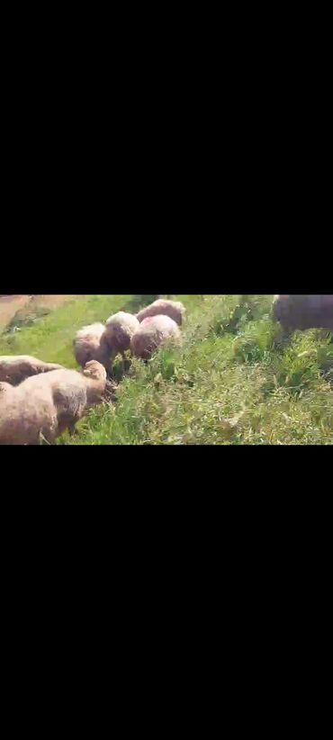 Qoyunlar, qoçlar: Dişi, il: 2, 50 kq, Damazlıq, Ünvandan götürmə — 6