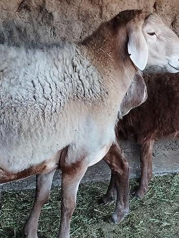 Продам с/х животных: Продаю | Овца (самка) | Для разведения | Матка — 3