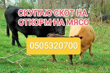 щенки французкого бульдога: Сатып алам | Уйлар, букалар, Жылкылар, аттар | Бордоп семиртүү үчүн, Борго байлап семиртилген, Акысыз жеткирүү