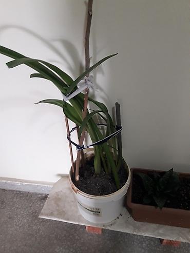 gül toxum satışı: Məhsul: Sansevieria (Əjdaha dili, Qaynana dili) – müxtəlif ölçülərdə — 7
