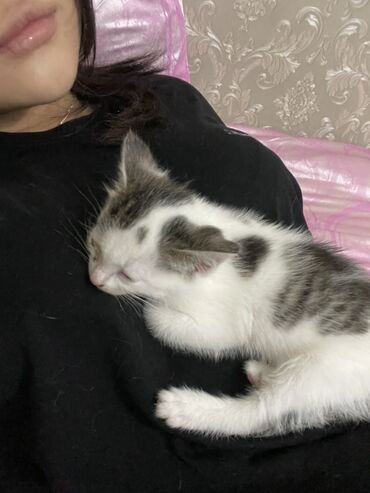 Отдам даром кошку: Кошка даром: Беспородная, 2 месяца, Девочка, Приучена к лотку