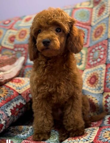 Psi: Nasa odgajivacnica se nalazi u Indjiji i bavimo se uzgojom pasa 15 — 8