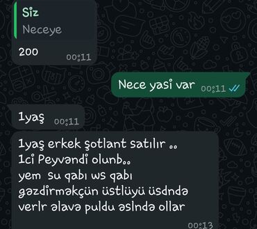 qara pişik şəkilləri: Шотладская вислоухая, Самец