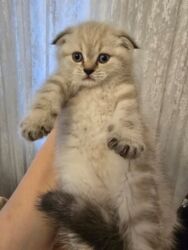 Pişiklər: Britan yastı qulaq, Erkək, Dişi, Yaxşı əllərə, Ünvandan götürmə, Ödənişli çatdırılma, Rayonlara çatdırılma — 4