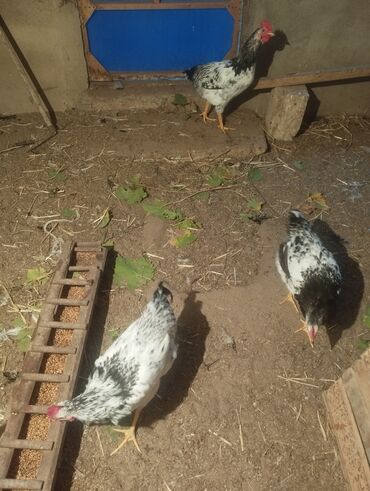 отдам в добрые руки щенка баку 2019: Курица, Для разведения