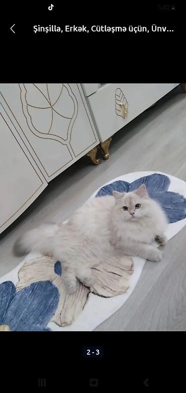 Qızıl şinşilla, Erkək, Yaxşı əllərə, Ünvandan götürmə, Ödənişli çatdırılma lalafo.az -da Qızıl şinşilla, Erkək, Yaxşı əllərə, Ünvandan götürmə, Ödənişli çatdırılma