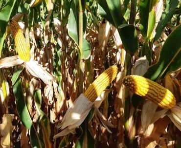 рушенная кукуруза: Семена и саженцы Кукурузы, Самовывоз