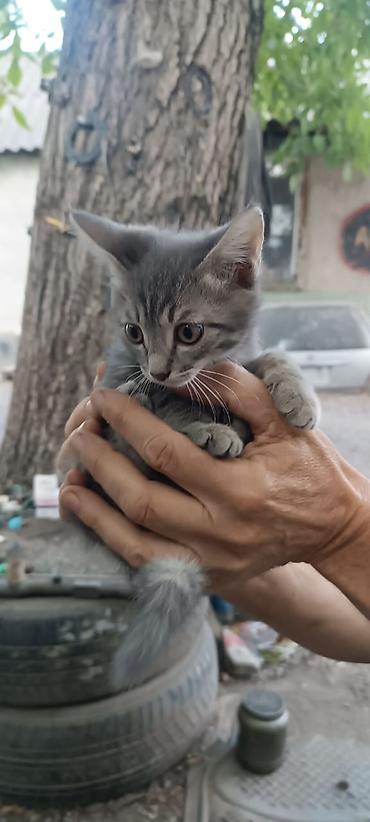 Мышыктар: Котята-полосатики, домашние. Возраст на фото — примерно 2–3 месяца — 4