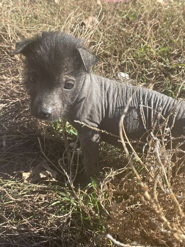 показы 1 354 72 договорная кошка даром британская короткошёрстная 1 год мальчик метис 2 позвонить написать: 2 месяца, Самец