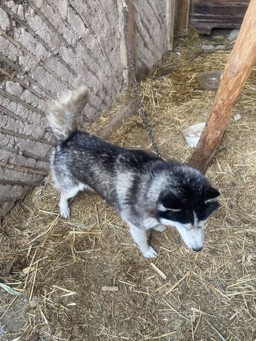 док собака: Хаски, 1 жаш, Эркек