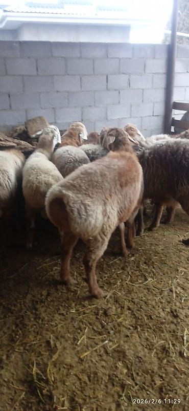 Баран, овца: Продаю | Баран (самец) | На забой — 6
