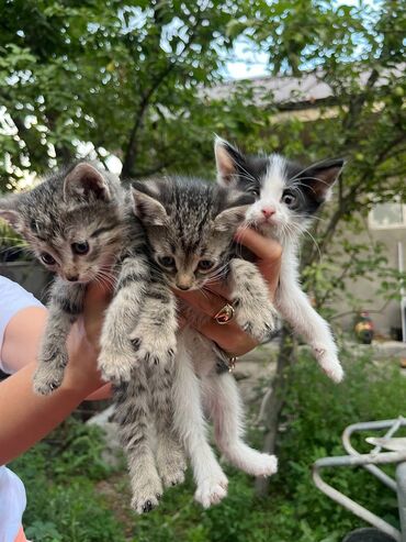 британец золотая шиншилла цена: Кошка даром: Беспородная, 1 месяц, Девочка, Метис, Приучена к лотку, Проглистована