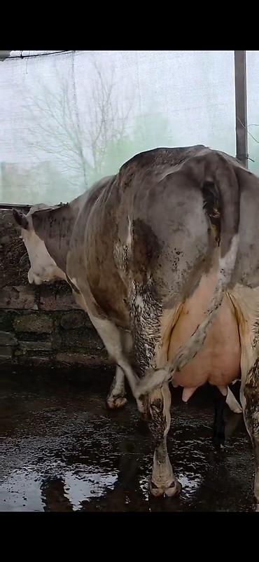 Inəklər, öküzlər: Südlük inək və bala -cins sives süd verimi 21 lt qarantia verirem — 5