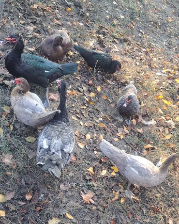 Ördəklər: Dişi, | Macar, Damazlıq, Pulsuz çatdırılma — 21