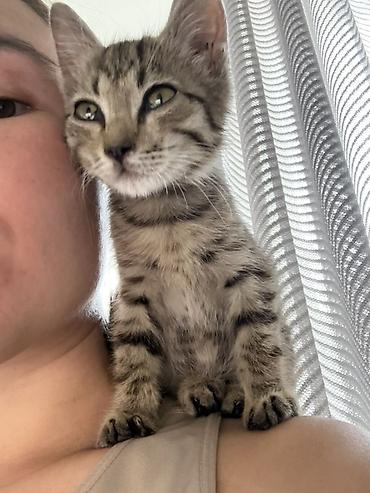 котик 1 месяц: Очень крутые и маленькие котята братья, 1.5-2 месяца пожалуйста — 3