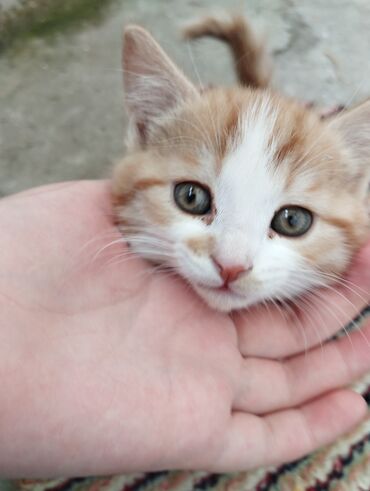 лысый кот сфинкс: Отдам катёнка в добрые руки домашний