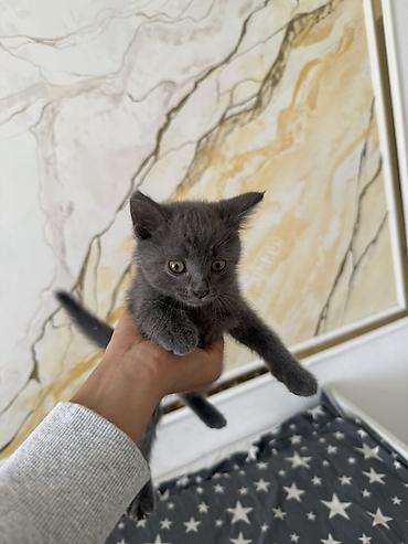 котята британские: Отдам котенка в заботливые руки. - Порода: короткошёрстный — 6